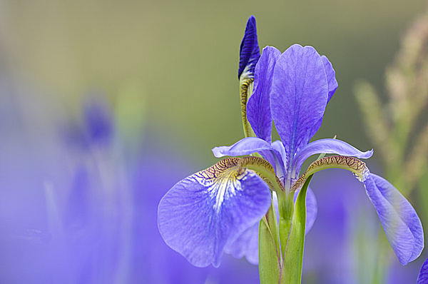 vol.491  七十二候：菖蒲華