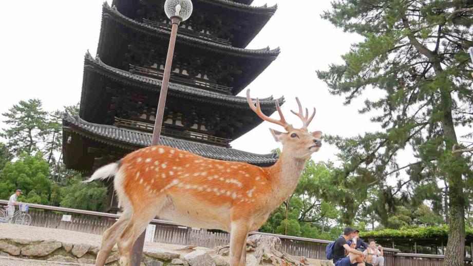 vol.722(EN)  Tokyo is Not the Only Japan: The Captivating  Stories of Japan’s 47 Prefectures  (6/47)